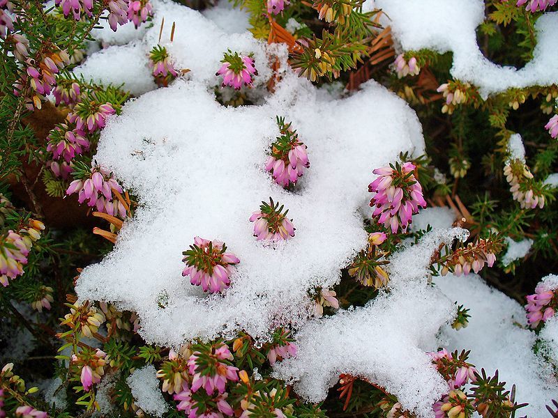 Fiori invernali nel cortile
