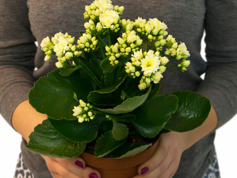 Kalanchoe giallo