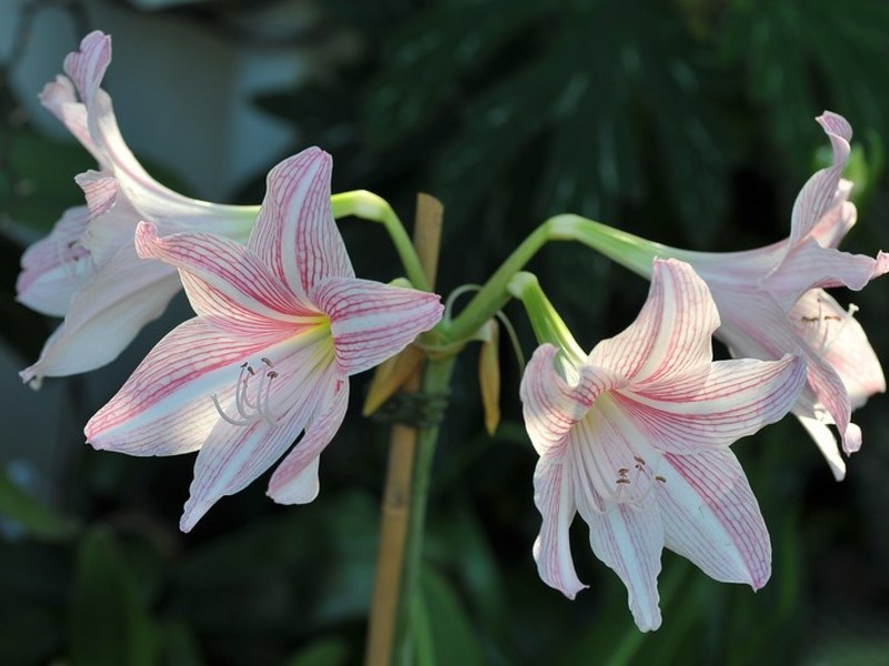 Delicato hippeastrum