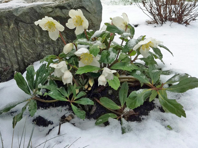 Piante invernali nel cortile