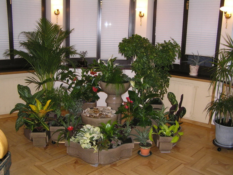 Fiori da coltivare in inverno