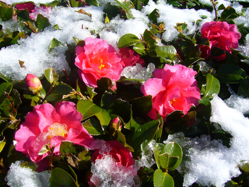 Fiori per il giardino