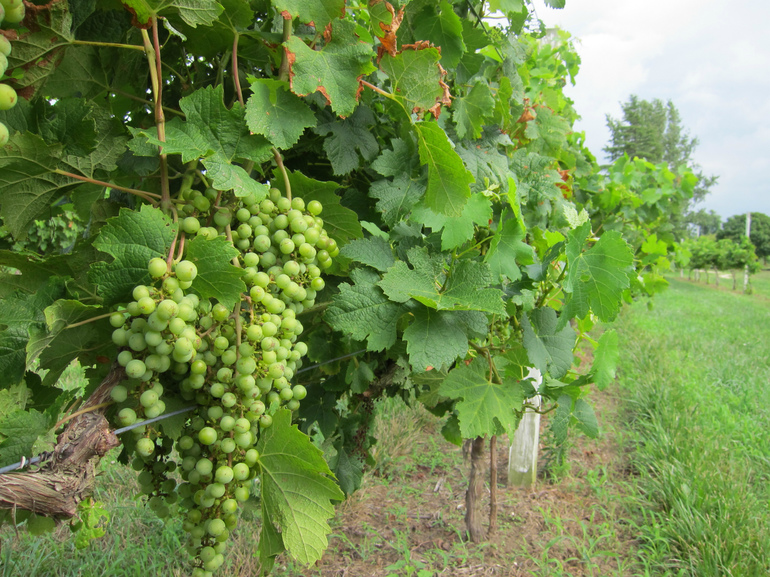 Cultivo de uvas