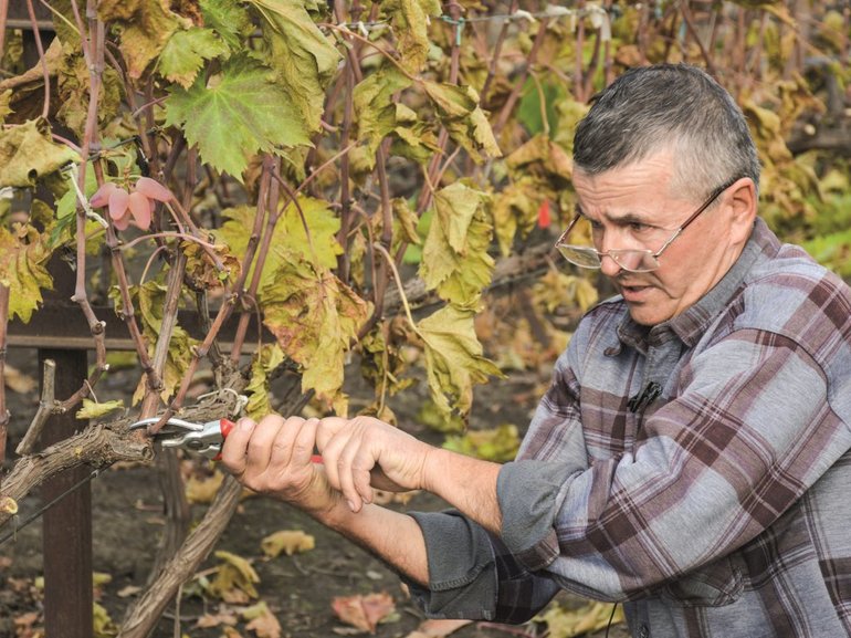 Los matices del cultivo de uvas en casa