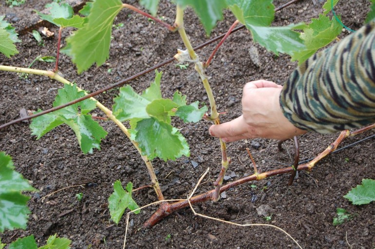 Préparation des raisins pour l'hiver en Ukraine