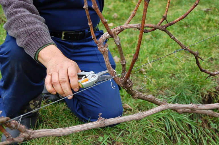 Préparation des raisins
