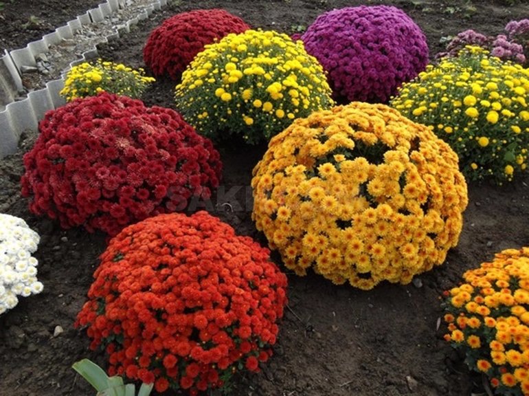 Comment conserver les chrysanthèmes en hiver sans les déterrer