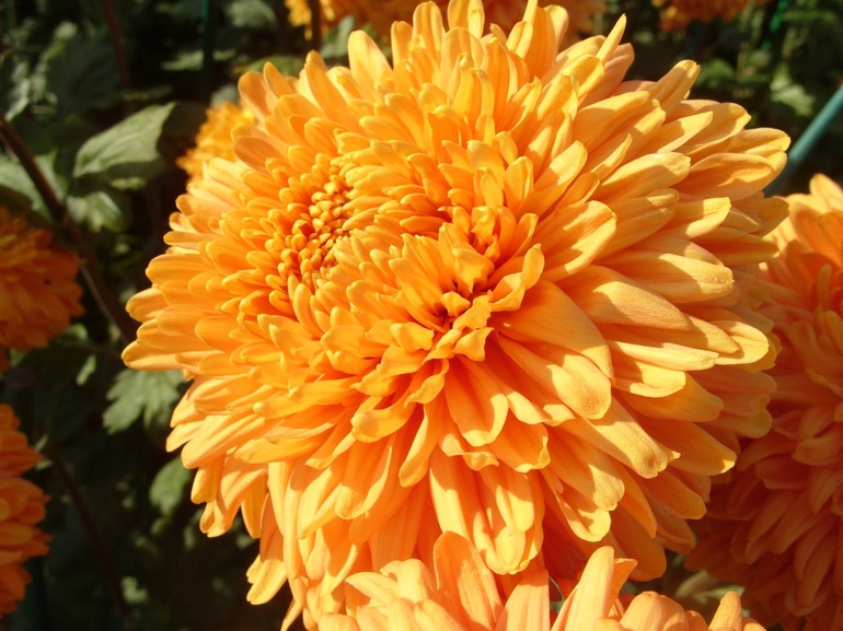 Chrysanthème Orphée doré