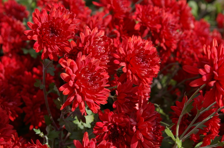 Chrysanthème variété Rouge Moscou