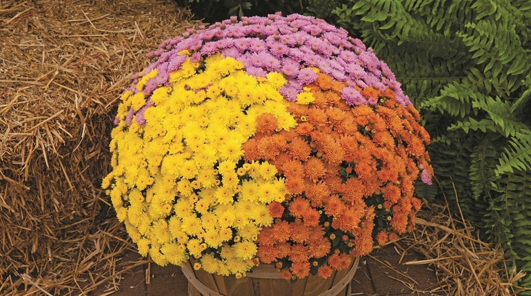 Soins des variétés de chrysanthèmes nains