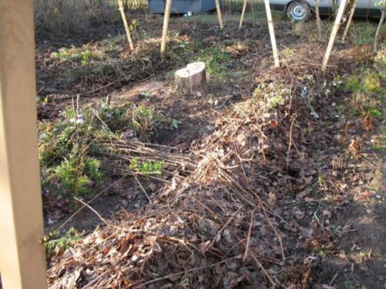 Couvrir les chrysanthèmes en hiver