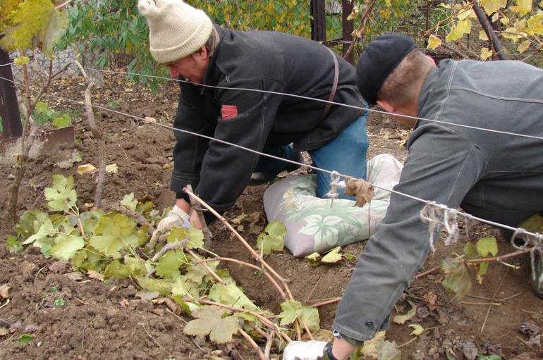 Comment isoler les raisins pour l'hiver