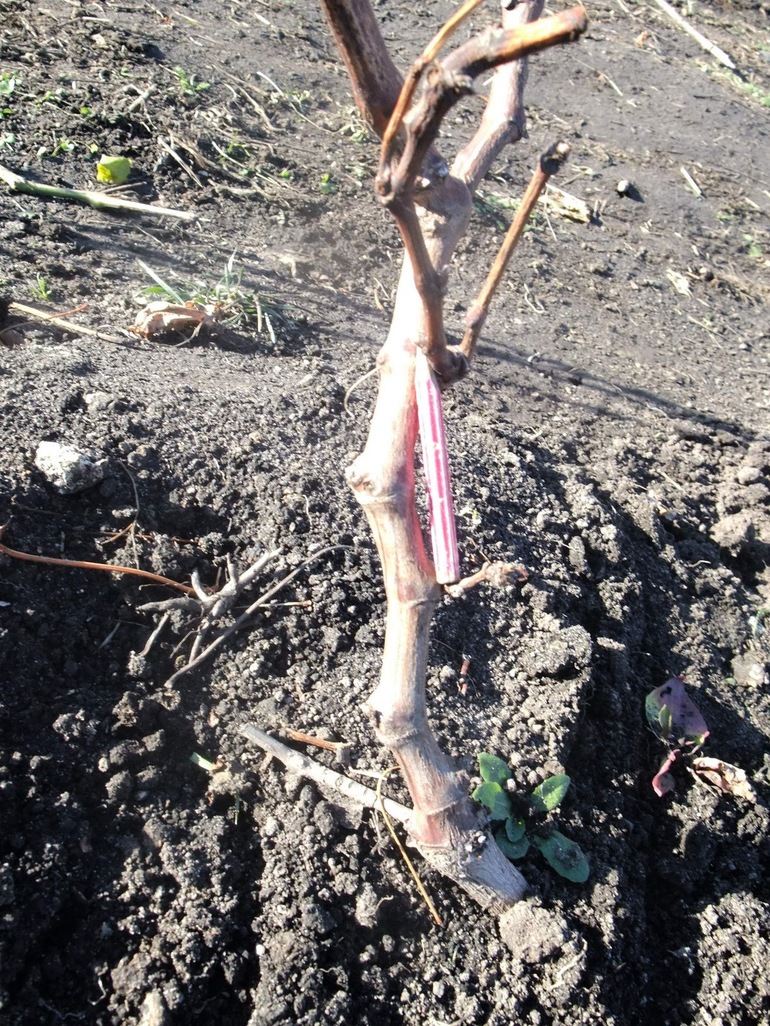 Vigne d'un an