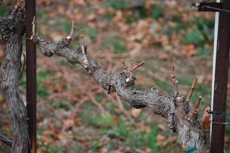 Rajeunissement des vieilles vignes