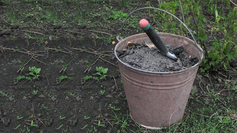 Fertilisation des vignes