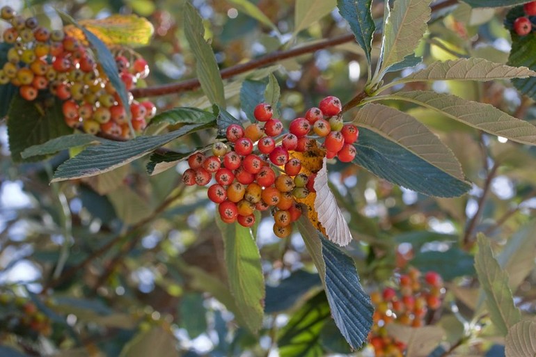 Rowan Aria