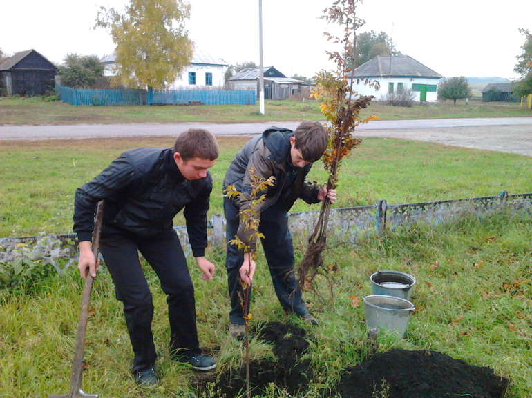 Plantation de sorbier