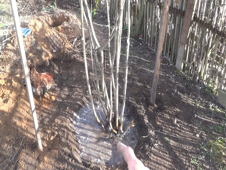 Arroser le sorbier après la plantation