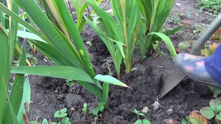 Anleitung zum Ernten von Blumenzwiebeln