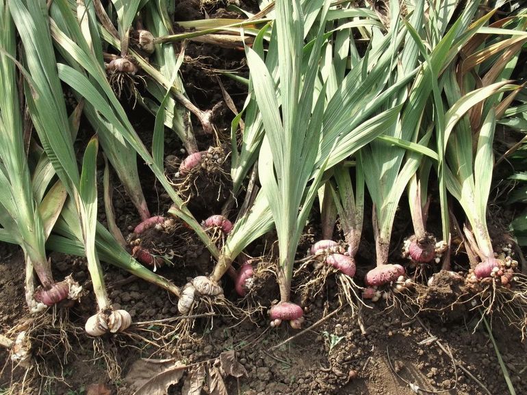 Blumenzwiebeln im Freien trocknen