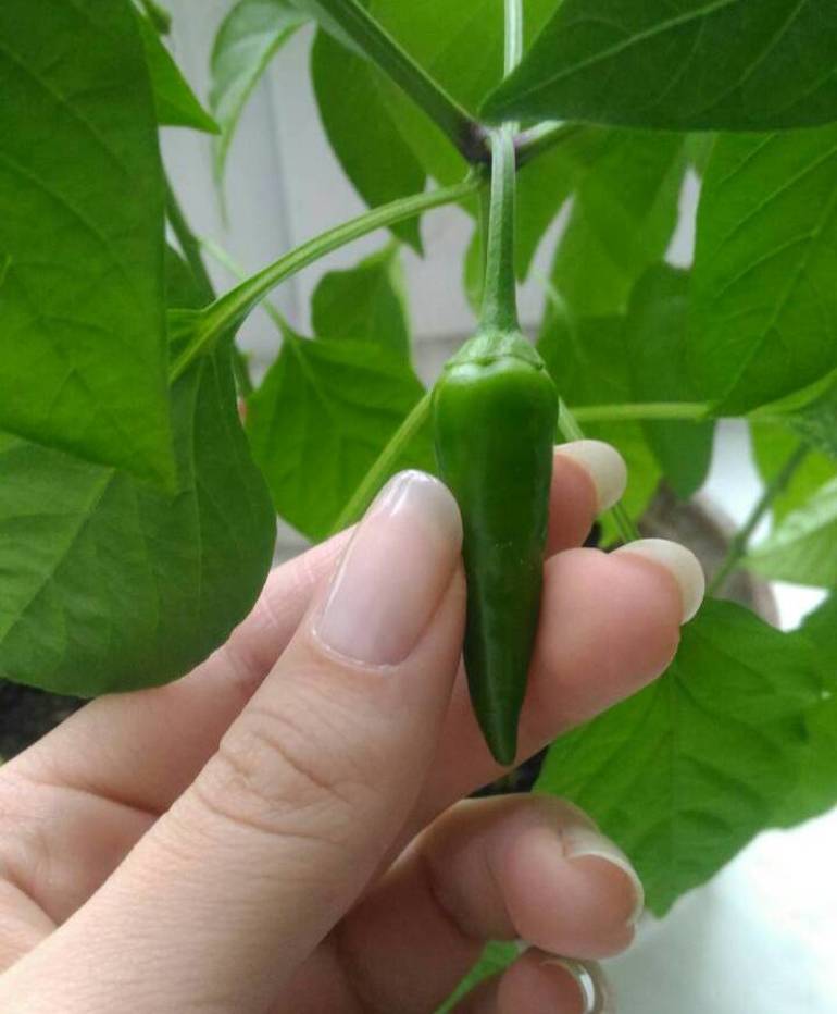 Paprika auf der Fensterbank anbauen