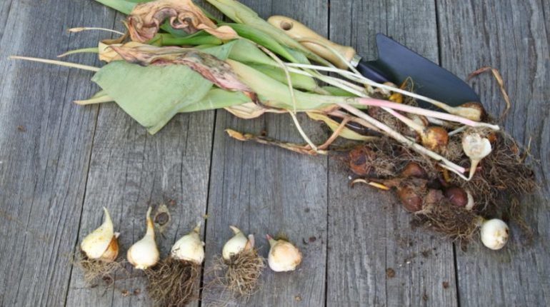 Die Vorgehensweise zum Ausgraben von Cannas