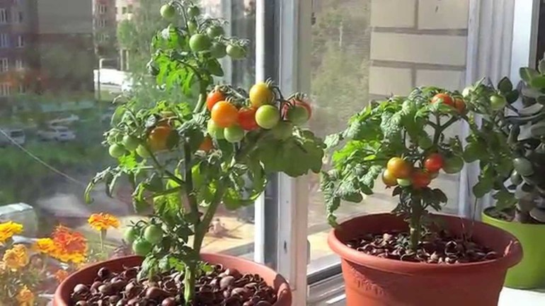 Tomaten auf der Fensterbank anbauen