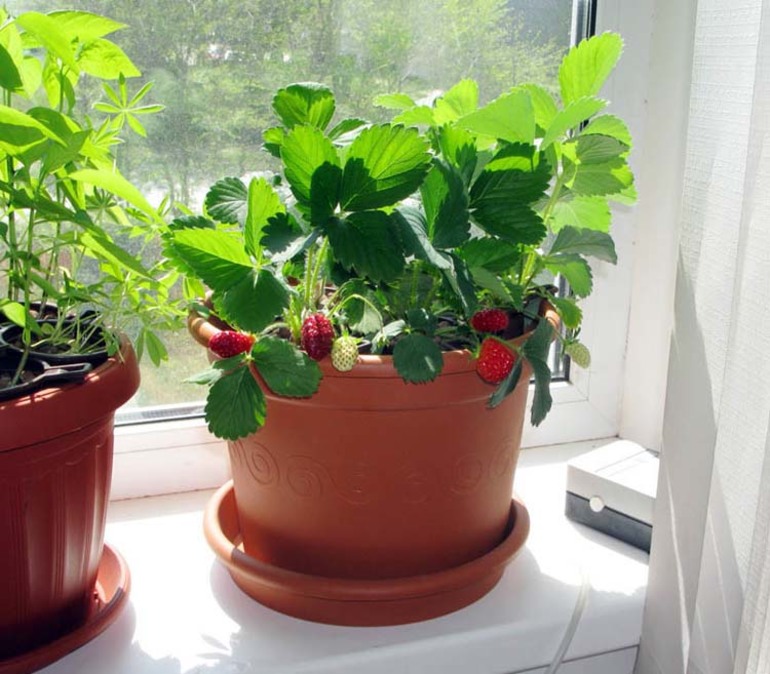 Erdbeeren im Haus