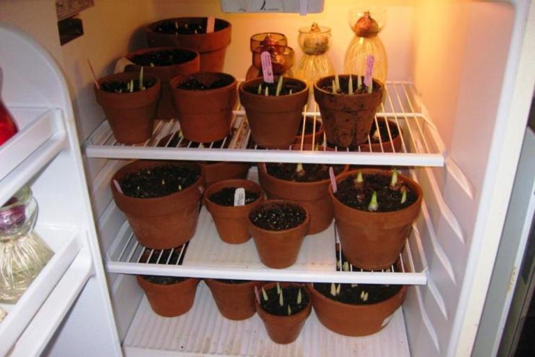 Cannas im Kühlschrank aufbewahren