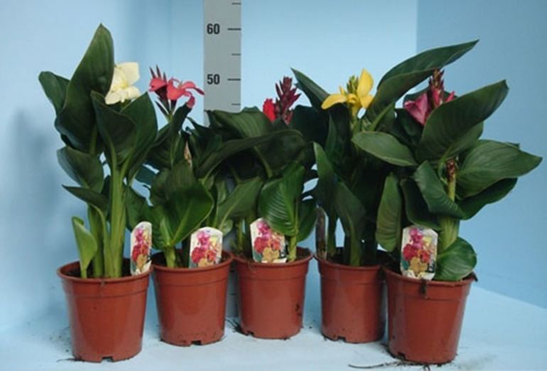 Canna-Blumen im Blumentopf