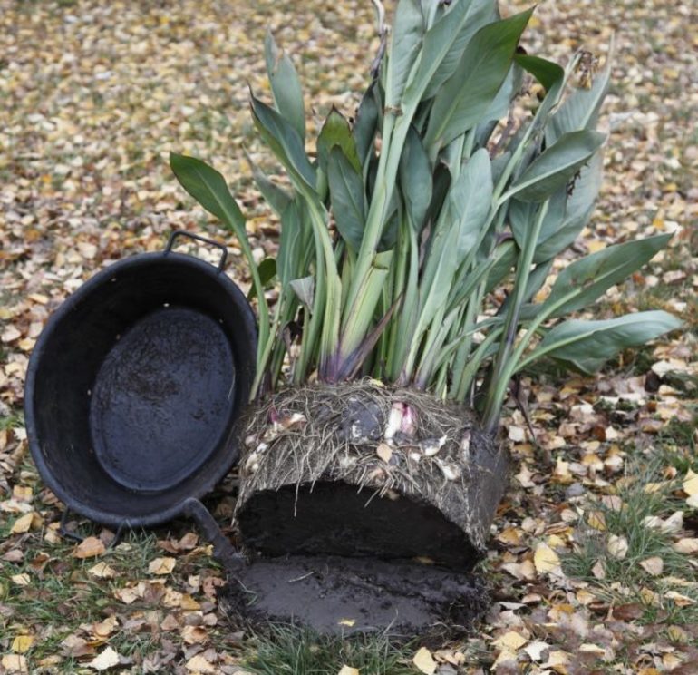 Cannas pflanzen
