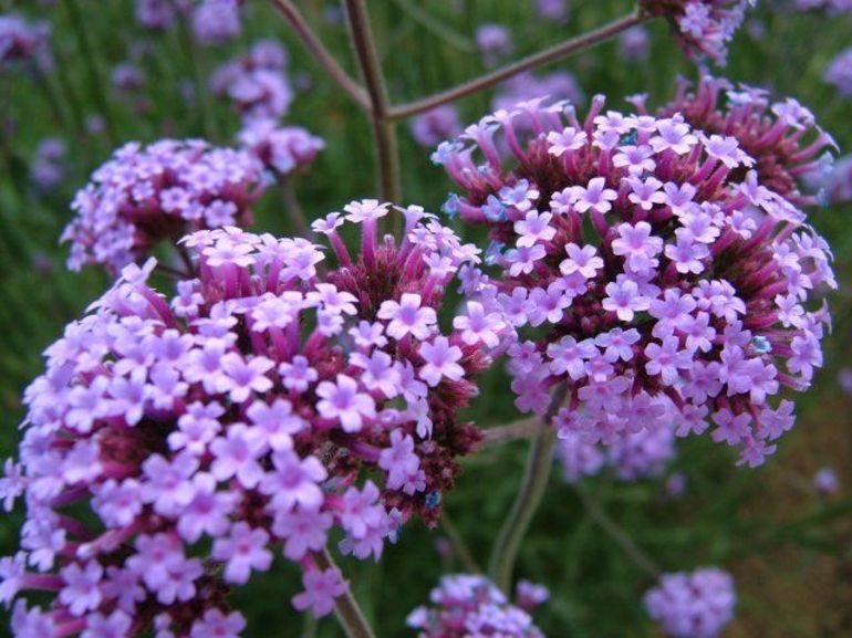 Verbena bonariensis