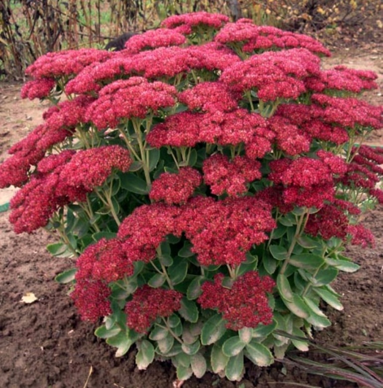 Sedum spectabile.