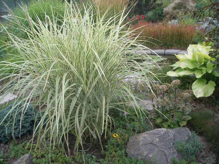 Pennisetum ist eine Getreidepflanze