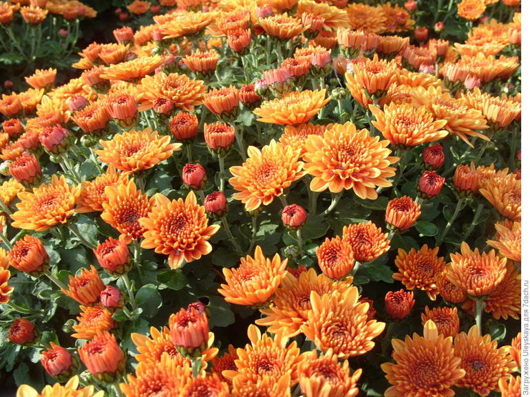Blumen des Septembers