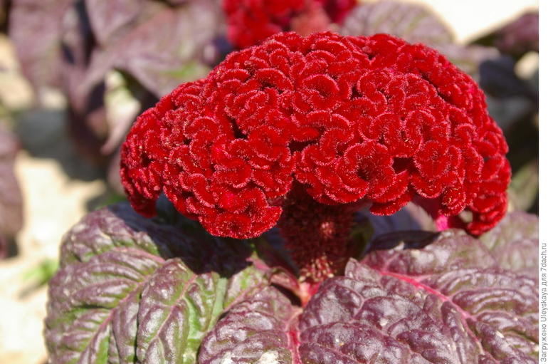 Celosia argentea (Hahnenkamm)