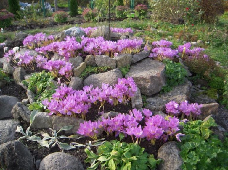 Katzenminzeblüte