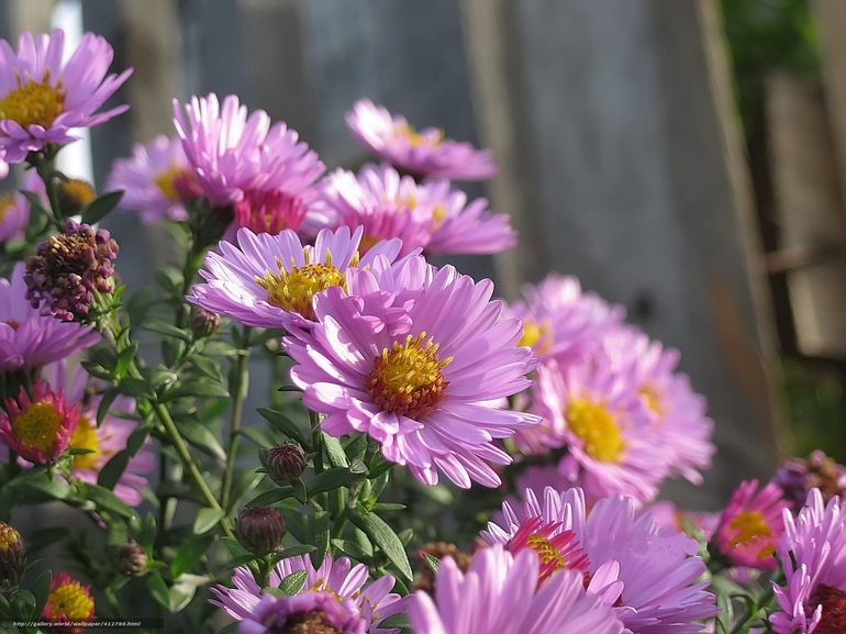 Herbstblumen