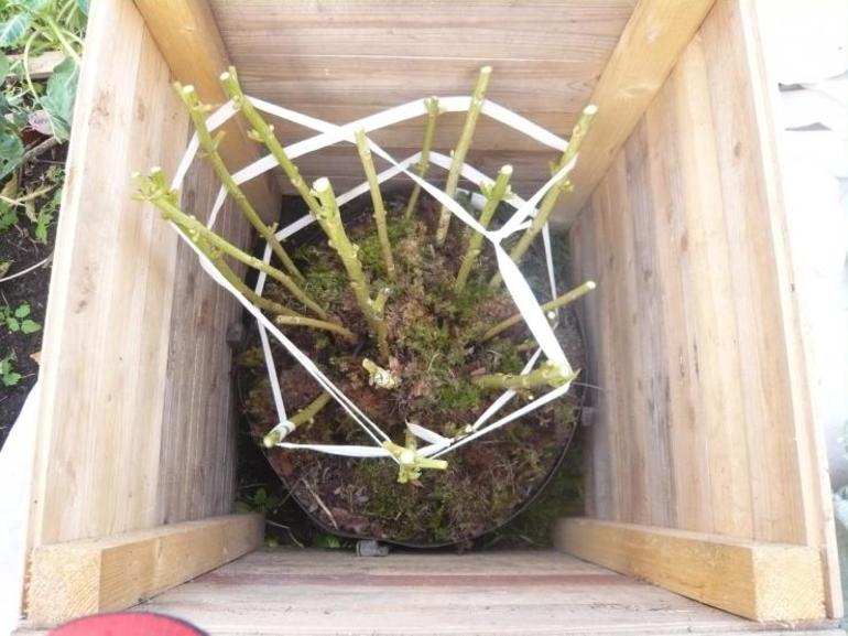 Das Wurzelsystem der großblättrigen Hortensie