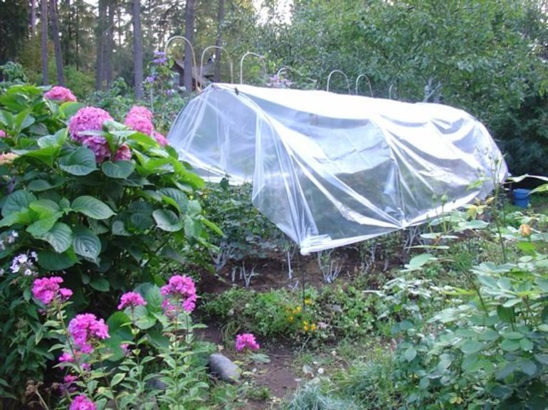 Frühlingsöffnung der Hortensie