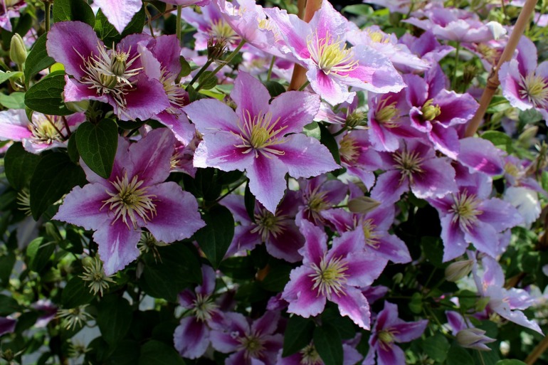 Κάλυψη και προετοιμασία clematis για το χειμώνα στην περιοχή της Μόσχας
