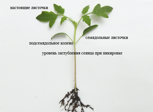 Les composants d'un germe de tomate