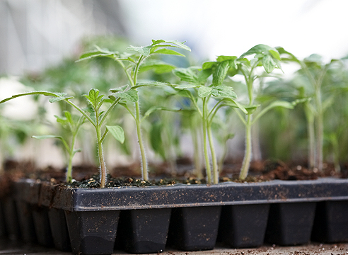 Comment planter des semis de tomates