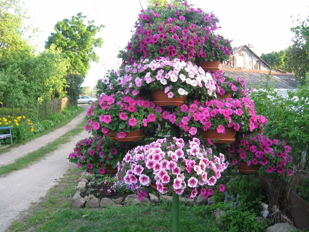 Magnifiques puténias issues de semis cultivés à la maison