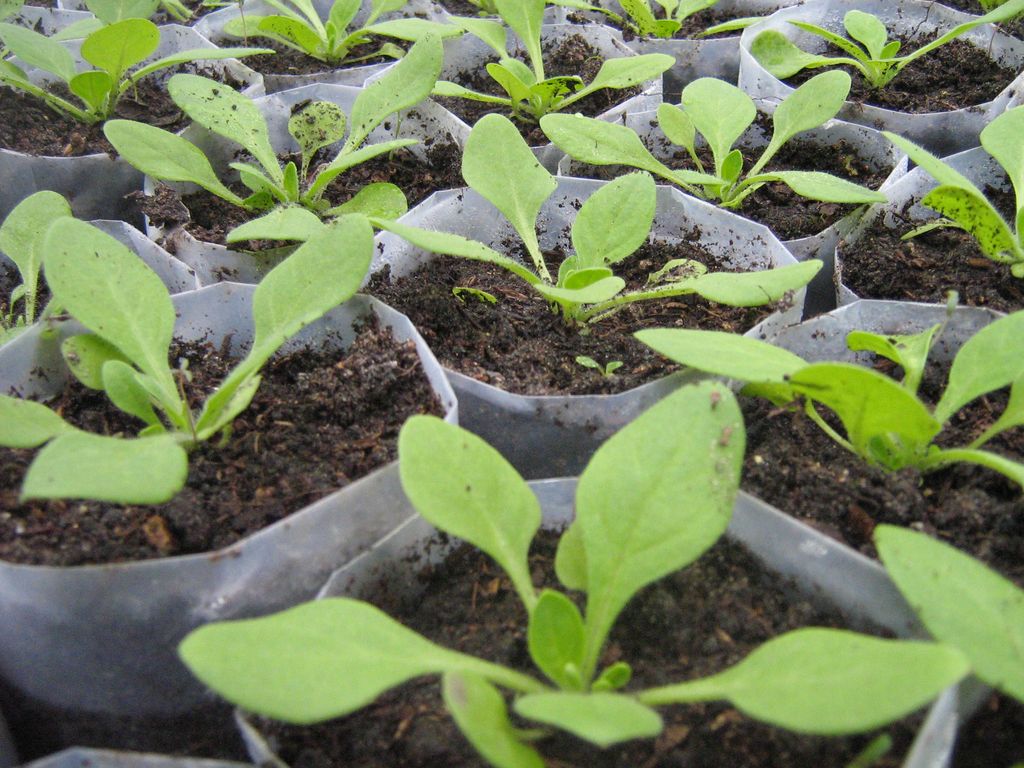 Cultiver soi-même de robustes plants de pétunias