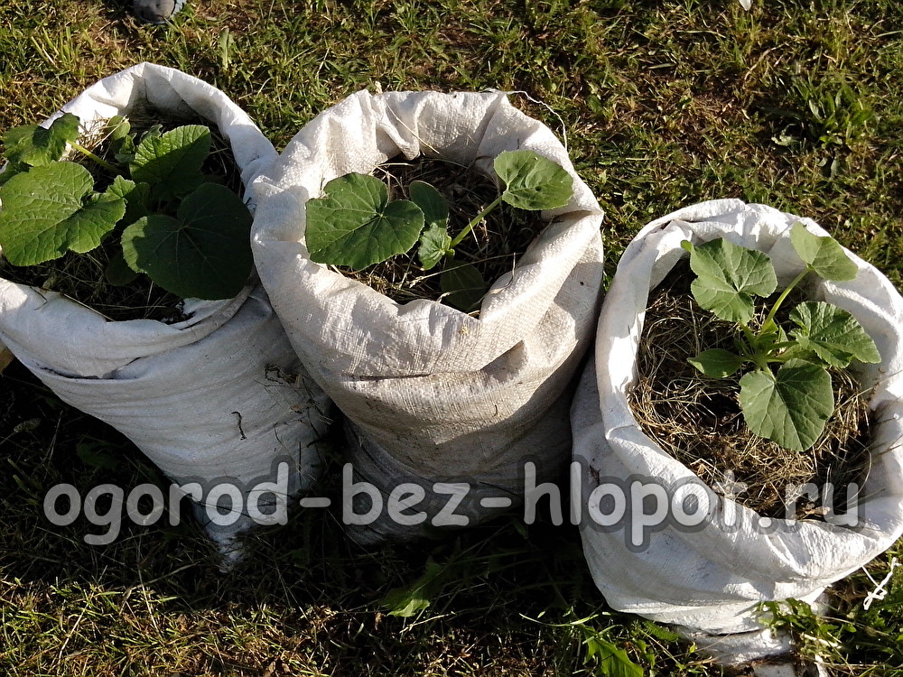 Zucchini in Säcken anbauen
