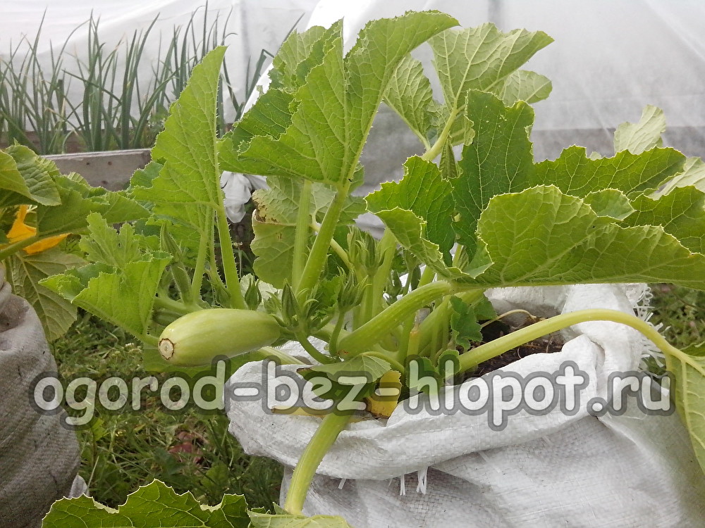 Zucchini im Beutel anbauen