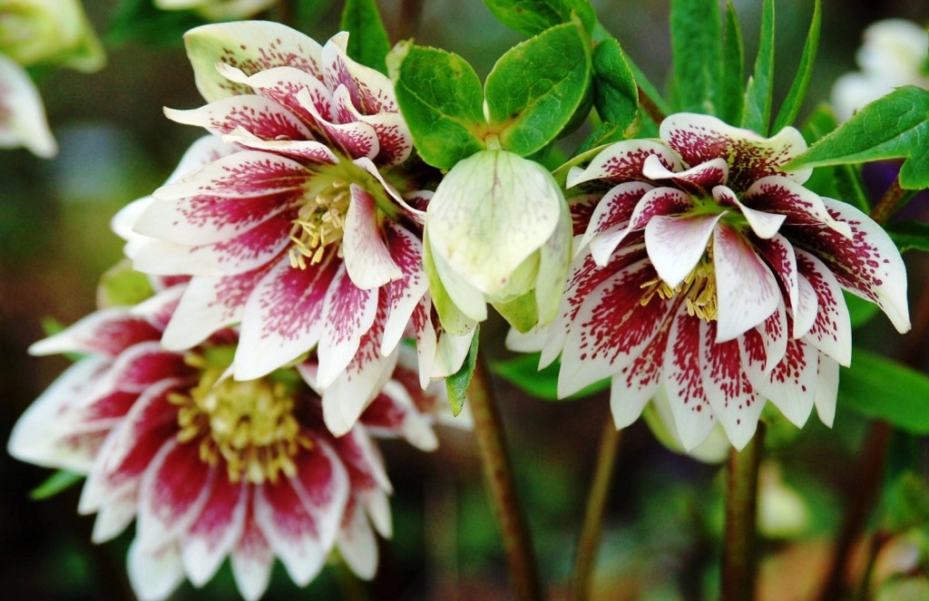 Yazlık için hellebore