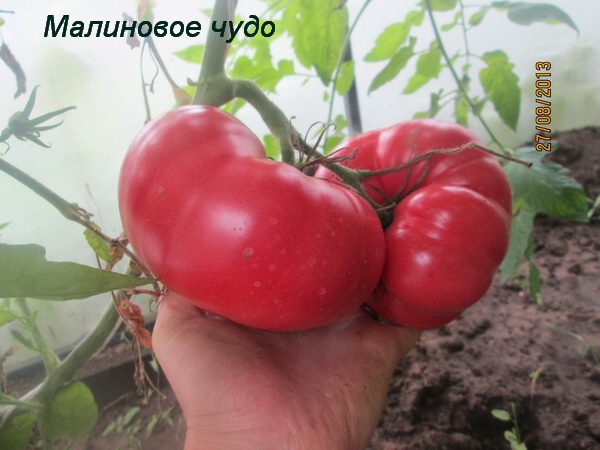 Avis sur les tomates Raspberry Miracle