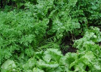 Comment les signes du zodiaque influencent les plantations
